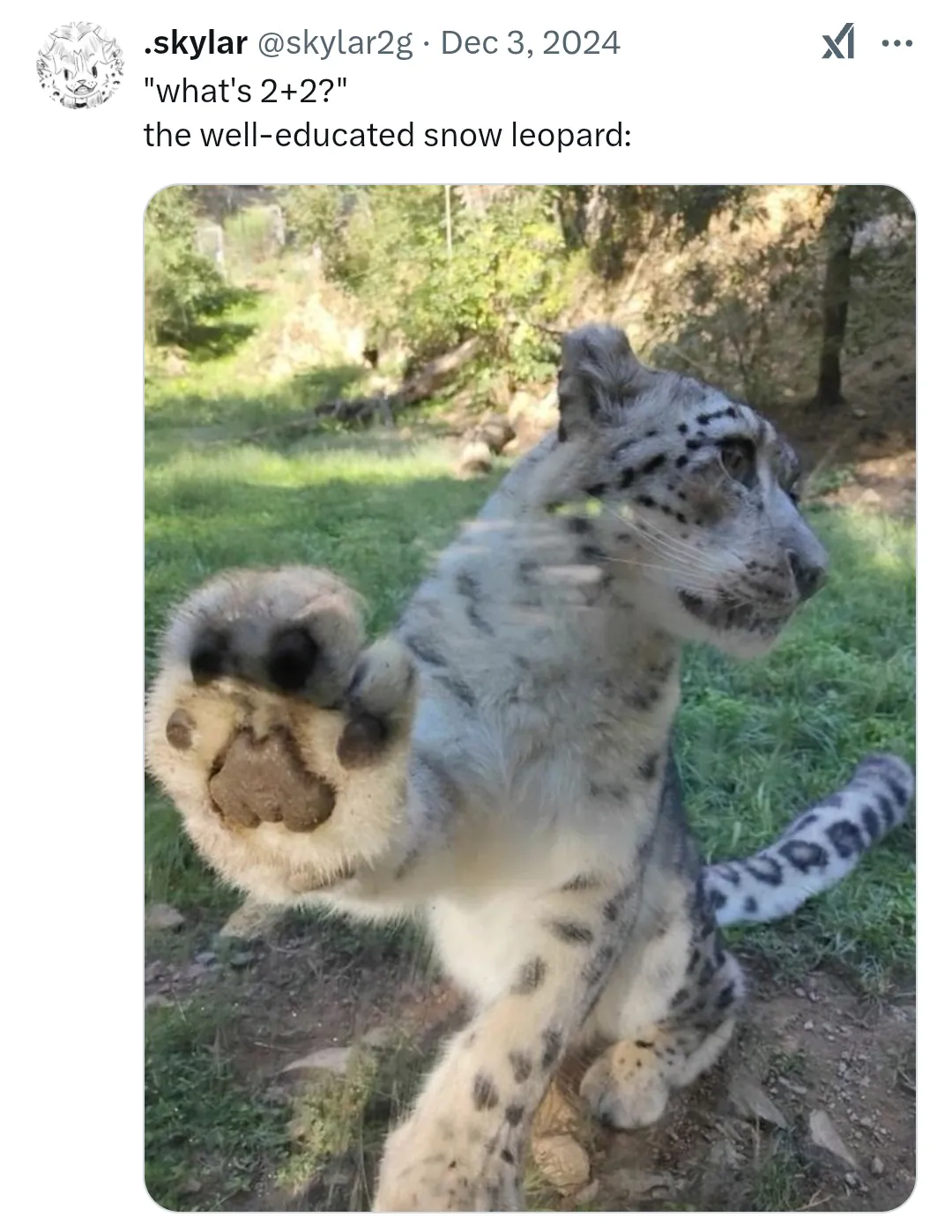 What's 2+2 the well-educated snow leopard