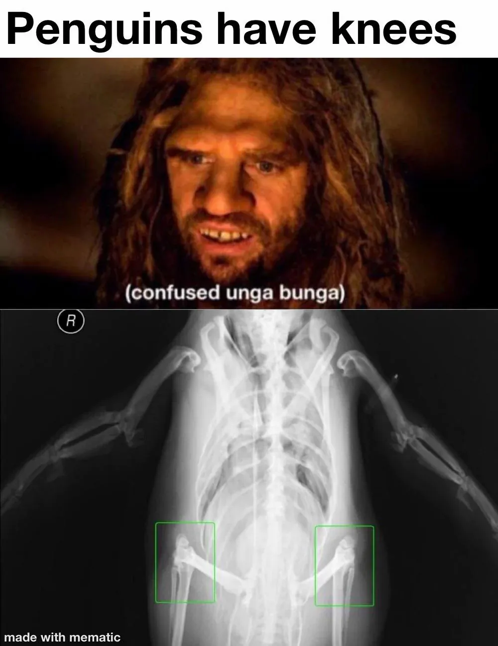 Penguins have knees / (confused unga bunga) R