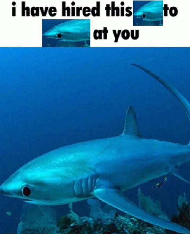 i have hired this shark to at shark you