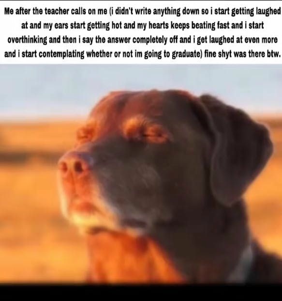 11 Best Dog Accepting Fate Memes The Cooked Dog Against a Sunset3