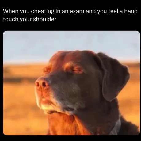 11 Best Dog Accepting Fate Memes The Cooked Dog Against a Sunset4