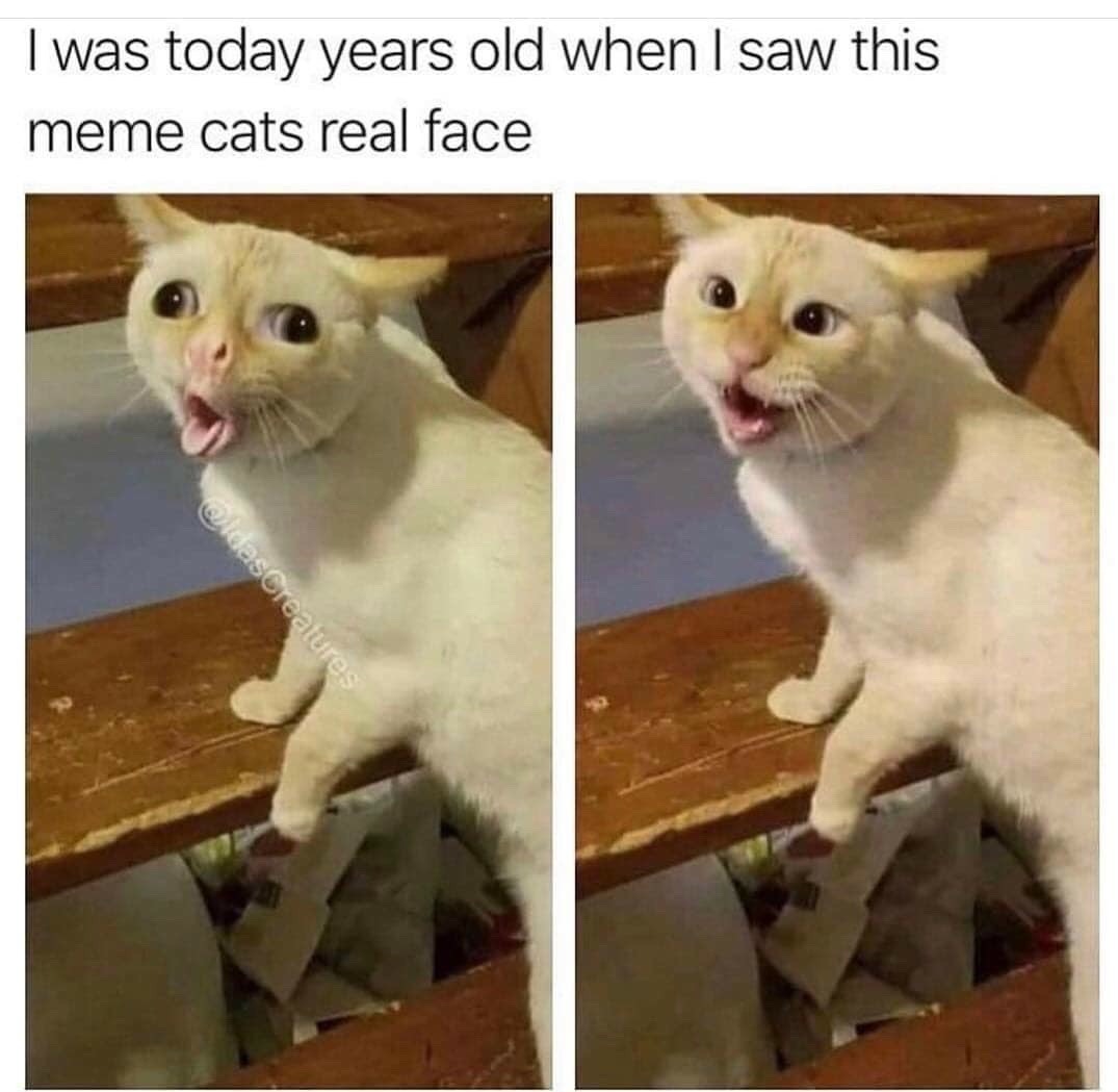 13 Coughing Cat Memes The Best Examples of This Exaggerated Template Across All Themes12