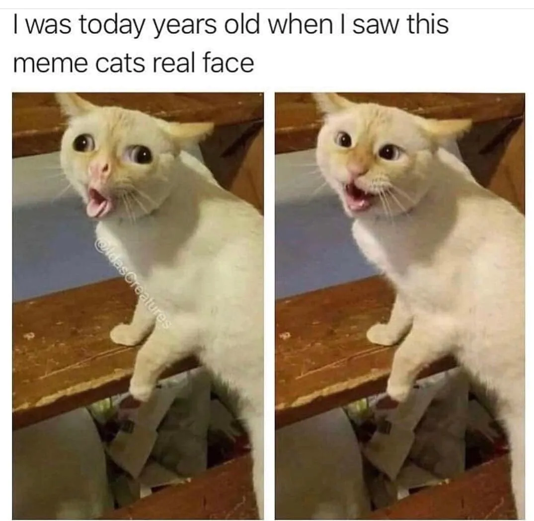 13 Coughing Cat Memes The Best Examples of This Exaggerated Template Across All Themes12