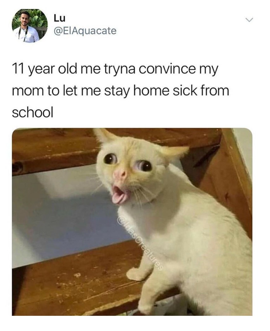 13 Coughing Cat Memes The Best Examples of This Exaggerated Template Across All Themes13