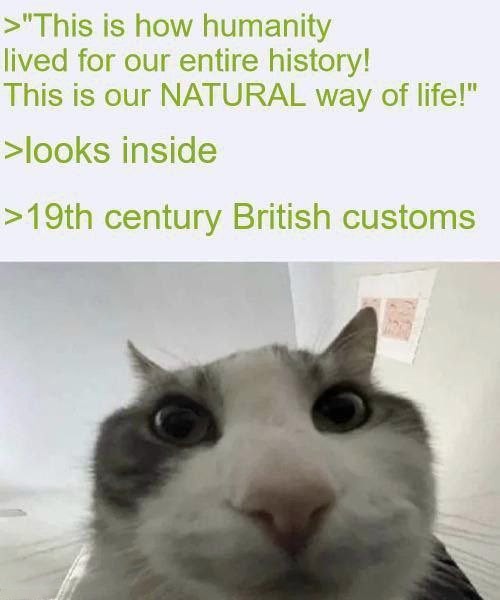 16 Best Cat Looks Inside Memes for That Instant Feeling of Disillusionment11