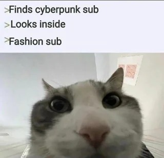 16 Best Cat Looks Inside Memes for That Instant Feeling of Disillusionment16