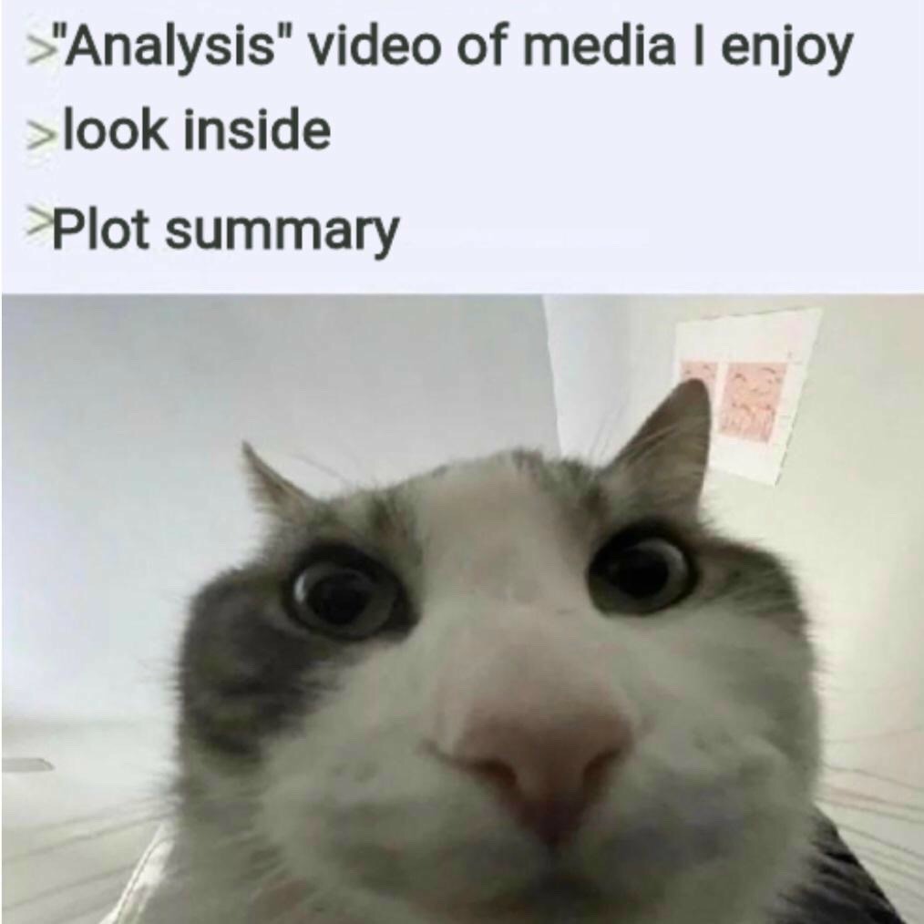 16 Best Cat Looks Inside Memes for That Instant Feeling of Disillusionment8