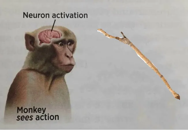 19 Neuron Activation Memes to Trigger Your Instant Dopamine Rush1