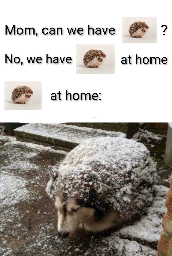 25 Funniest We Have X at Home Memes The Ultimate Parental Tactic Exposed19 25 Funniest We Have X at Home Memes The Ultimate Parental Tactic Exposed19