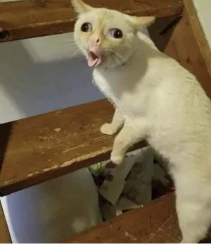Cat Cough Template