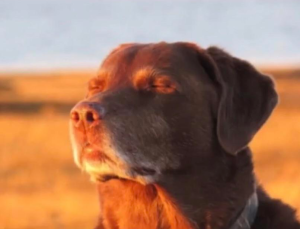 11 Best Dog Accepting Fate Memes: The "Cooked Dog" Against a Sunset