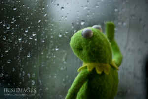 23 Kermit Window Meme Examples & Templates to Capture Your Quietest Moments