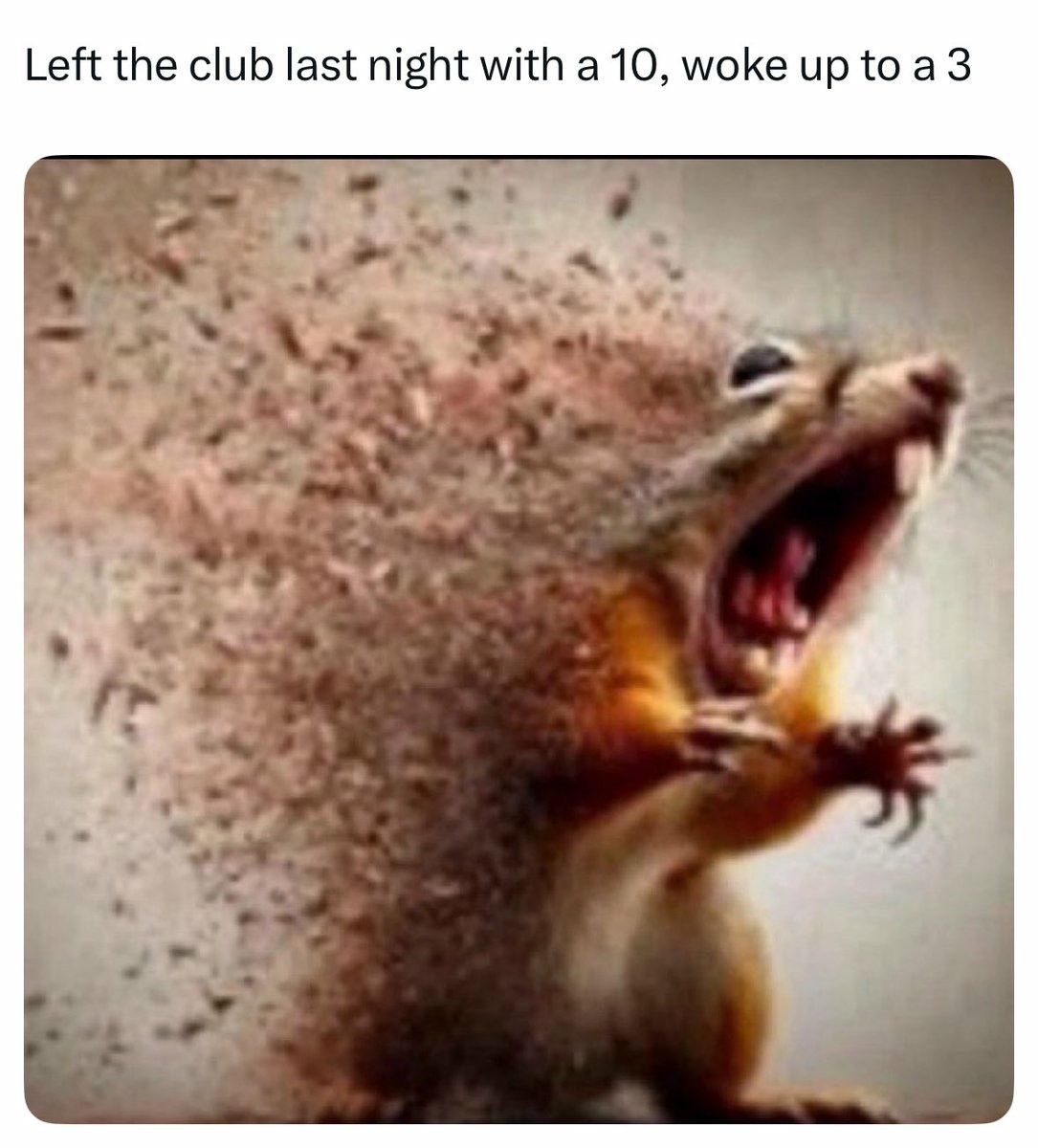 7 Dramatic Squirrel Disintegrating Memes That Perfectly Capture Your Daily Existential Dread (3) 7 Dramatic Squirrel Disintegrating Memes That Perfectly Capture Your Daily Existential Dread (3)