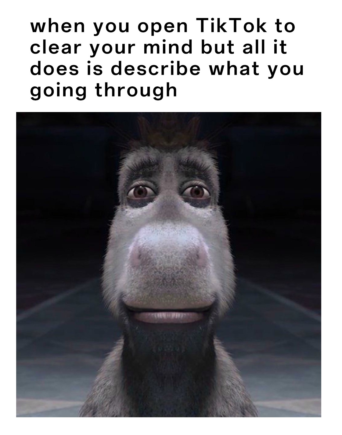 Donkey Staring Meme: when you open TikTok to clear your mind