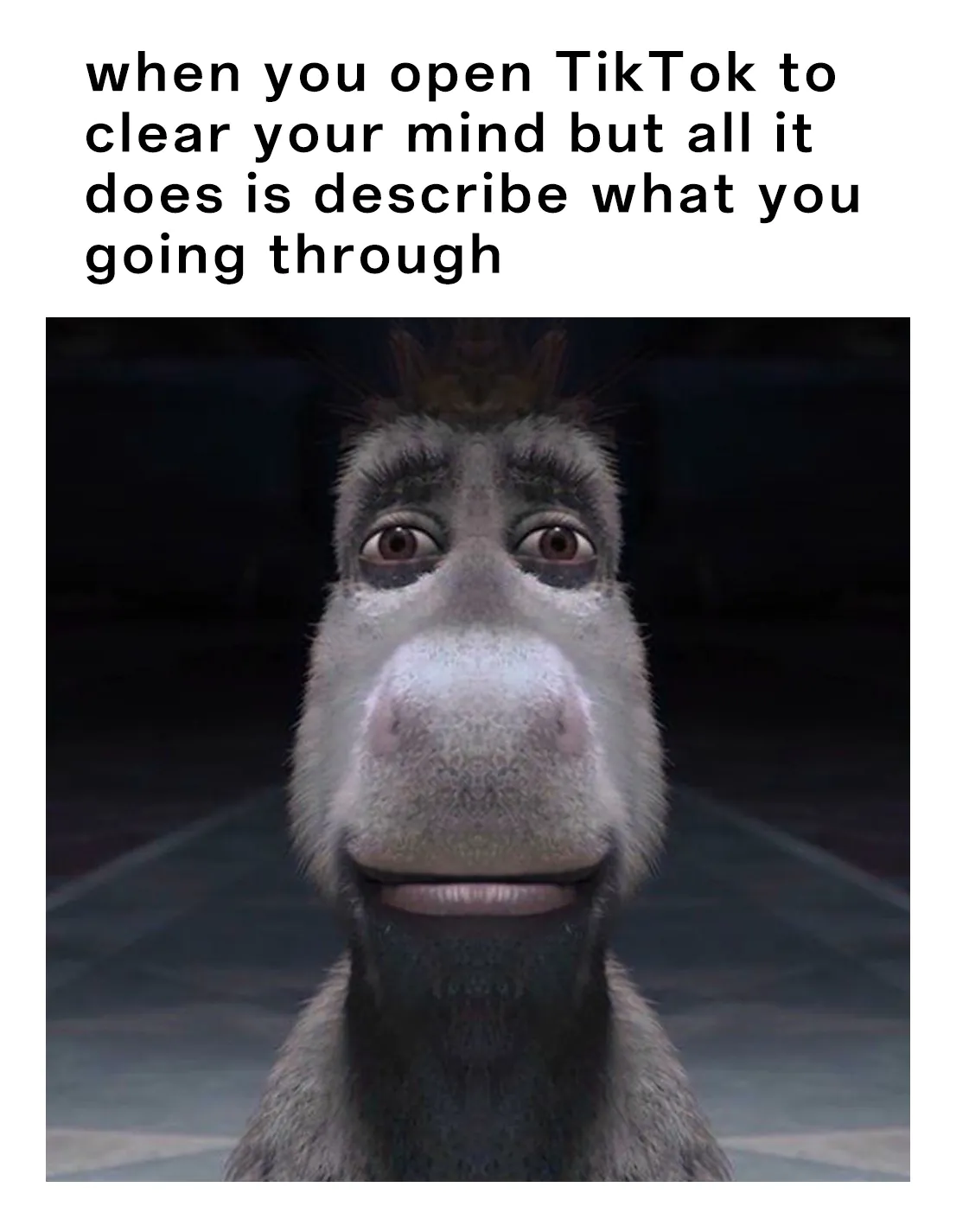 Donkey Staring Meme: when you open TikTok to clear your mind Donkey Staring Meme: when you open TikTok to clear your mind