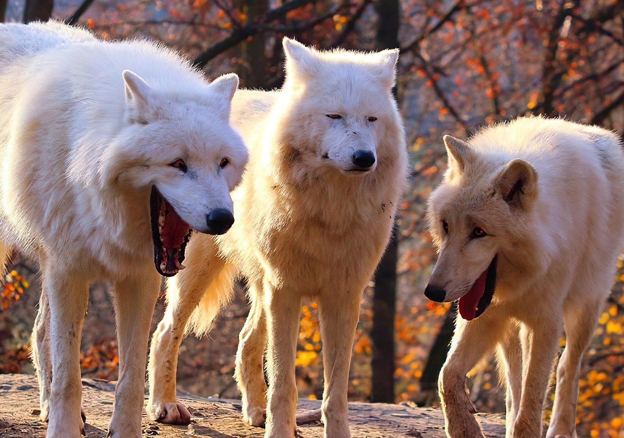 Laughing wolf Meme Template