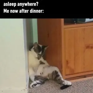 Meme Wall: Browse Thousands of Daily Fresh Memes