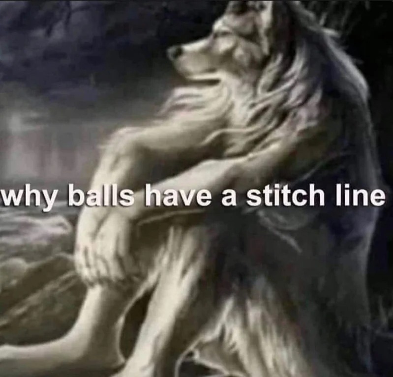 Sitting Wolf: Why Balls Have A Stitch Line The Lonely Wolf Meme Sitting Wolf: Why Balls Have A Stitch Line The Lonely Wolf Meme