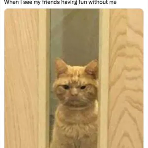 Meme Wall: Browse Thousands of Daily Fresh Memes