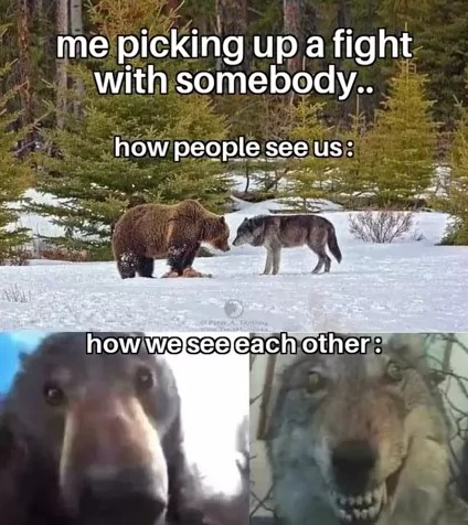 Bear vs Wolf: How Others See Us Vs How We See Each Other Meme
