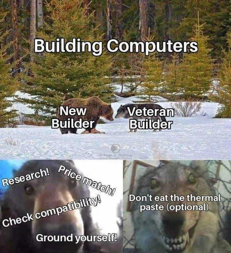 Bear vs Wolf: New Builder Vs Veteran Builder Pc Building Bear Meme