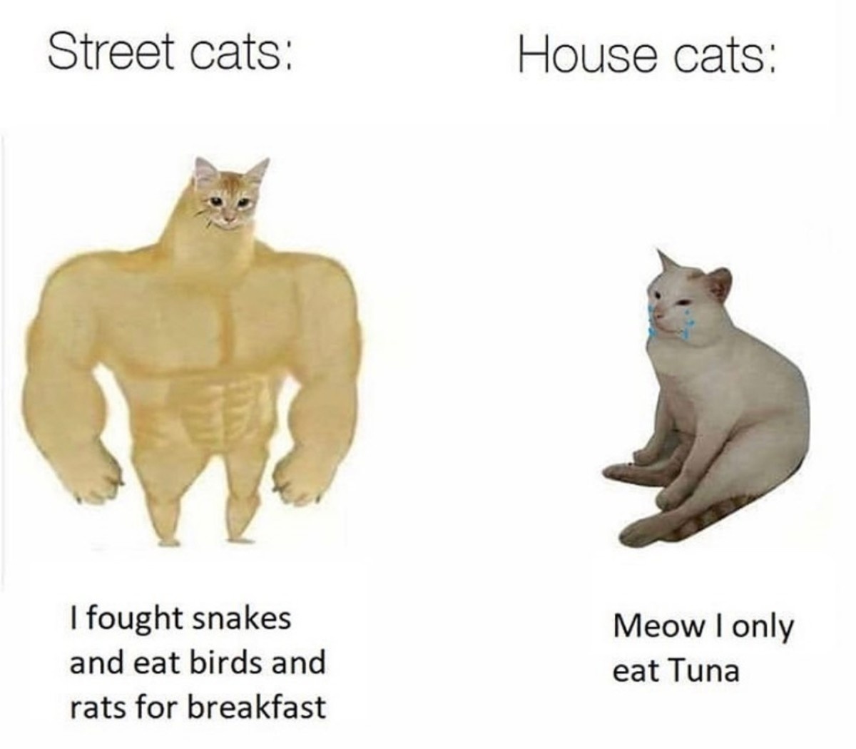 Buff street cat vs crying house cat meme about life differences