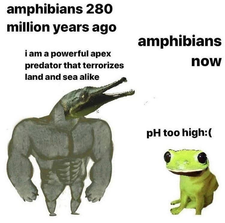 Buff ancient amphibian vs weak modern frog meme about evolution