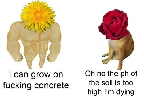 Buff Doge vs Cheems dandelion vs rose hardy vs sensitive plants meme