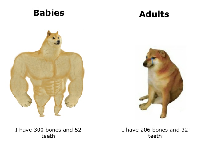 Buff Doge vs Cheems meme about human bone development facts