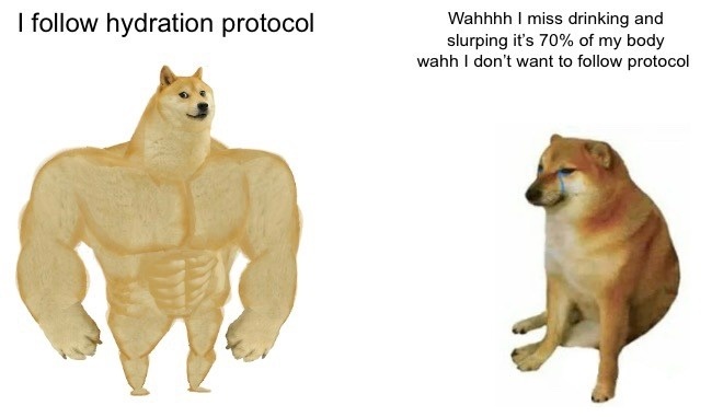 Buff doge vs cheems hydration protocol healthy habits meme