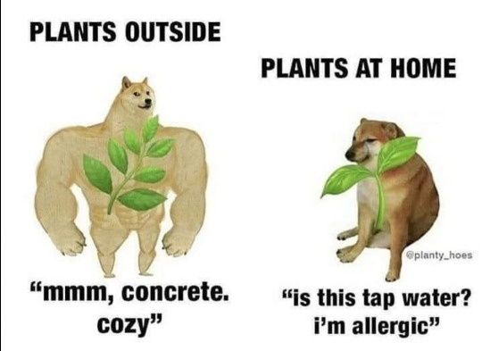 Buff doge vs cheems meme about outdoor plants vs houseplants