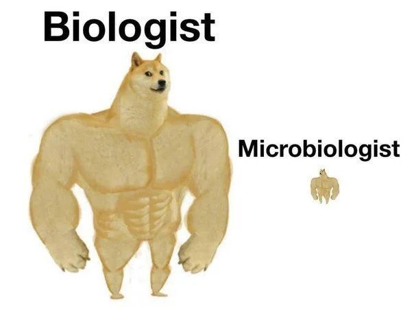 Biologist vs microbiologist meme with buff and tiny doge contrast