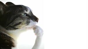 Cat Thinking Meme Template