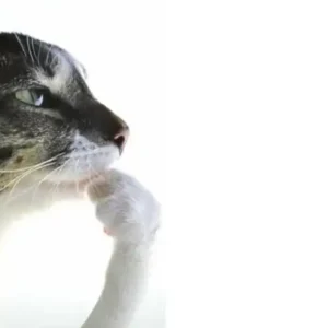 Cat Meme Templates & Reaction Image Library