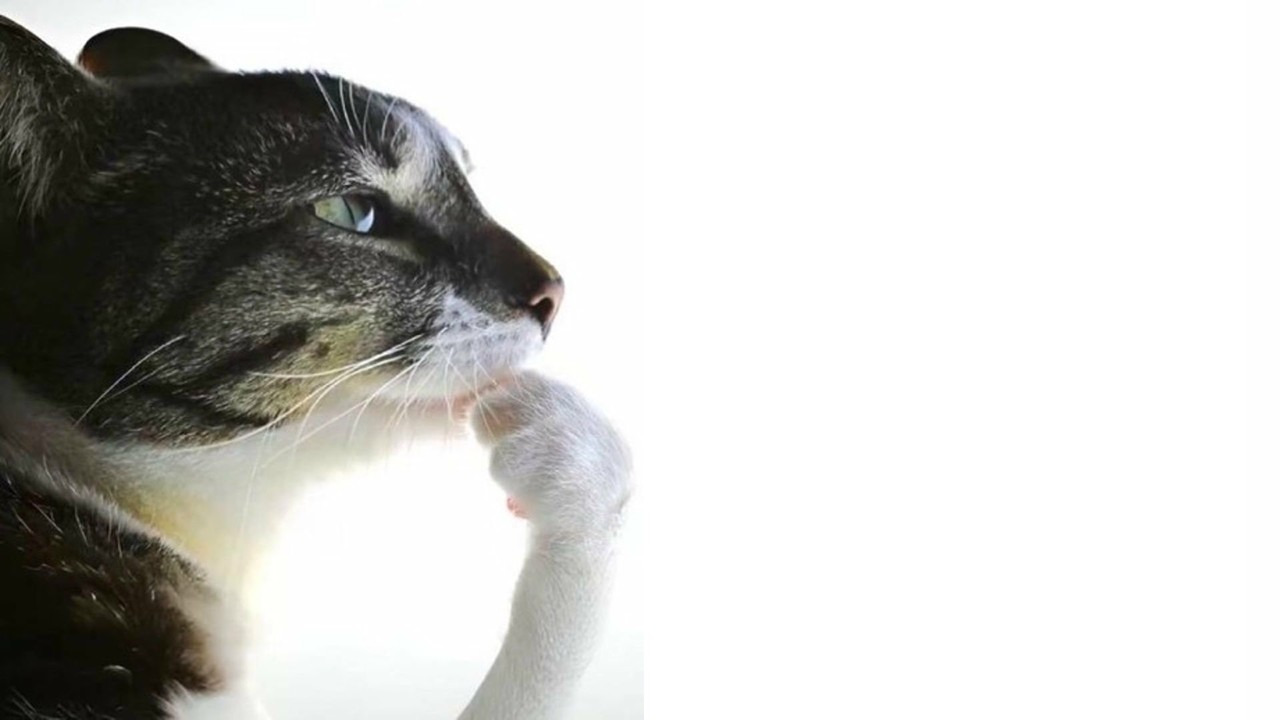 Cat Thinking Meme Template