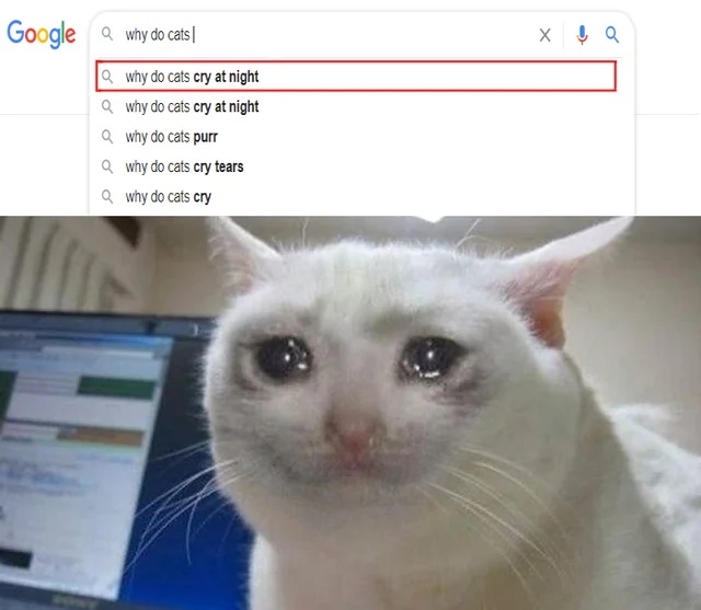 Crying Cat: Why Do Cats Cry At Night Search Meme Crying Cat: Why Do Cats Cry At Night Search Meme