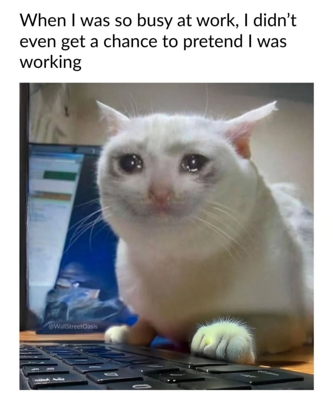 Crying Cat meme for overworked employees no time to slack Crying Cat meme for overworked employees no time to slack