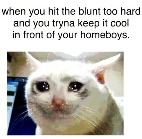 Crying Cat meme about trying to act cool with friends Crying Cat meme about trying to act cool with friends