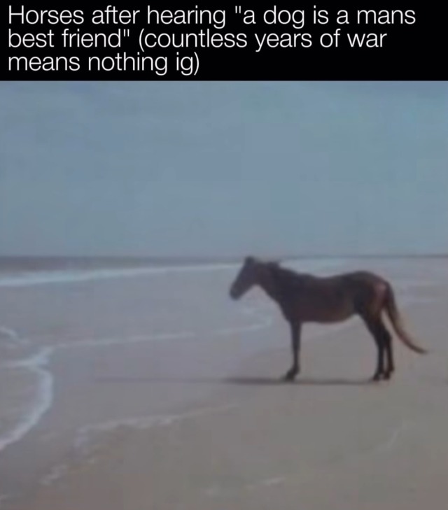 Man Horse Water: Sad Horse On Beach After Hearing "Dog Is Man's Best Friend"