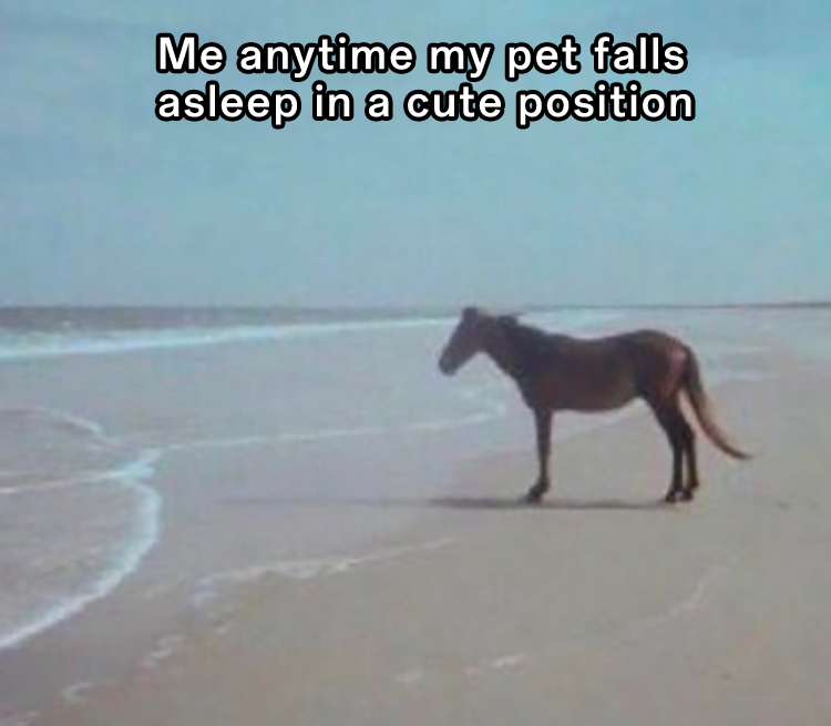 Man Horse Water: Pet Owner Meme With Beach Horse