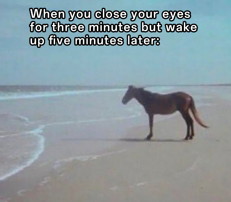 Man Horse Water: Short Nap Meme With Beach Horse