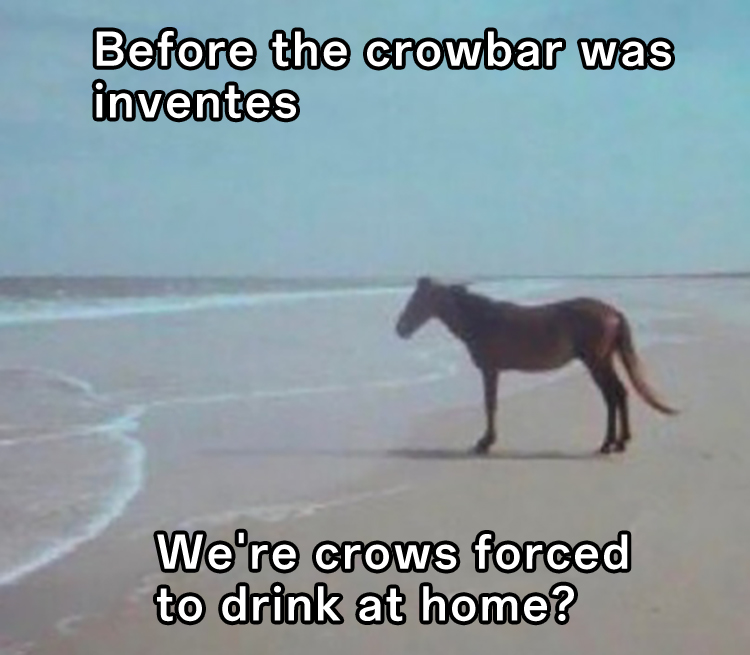Man Horse Water: Funny Were Crows Forced To Drink At Home Meme