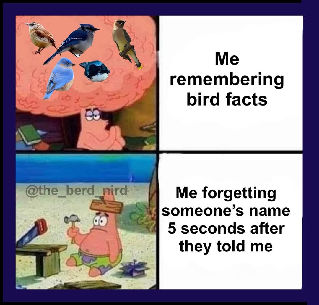 Patrick Star Meme: Bird Brain Vs Human Names