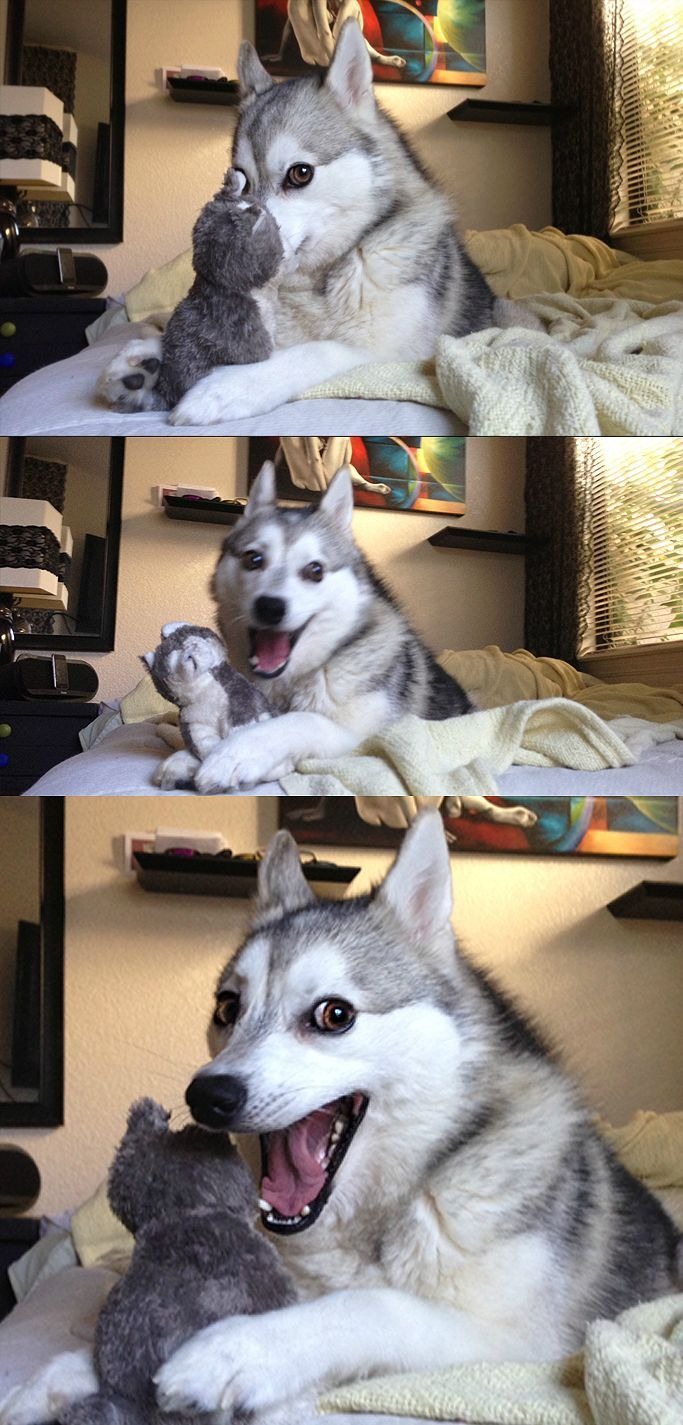 Pun Dog Meme Template