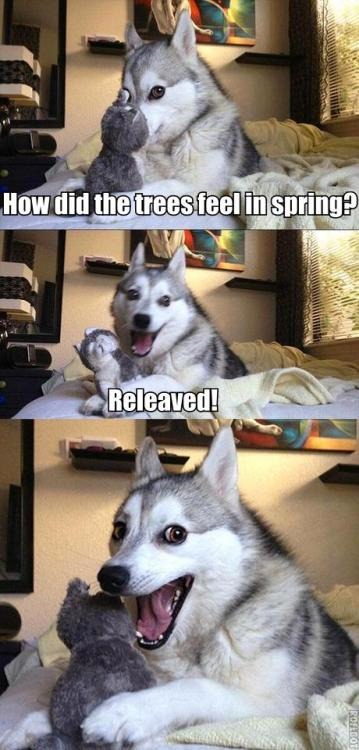 Pun dog meme telling a spring tree pun with a dad joke
