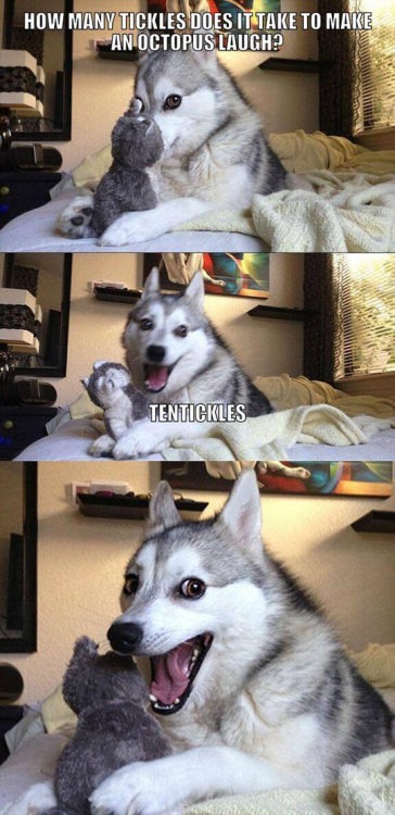 Pun dog meme telling an octopus tentickles dad joke