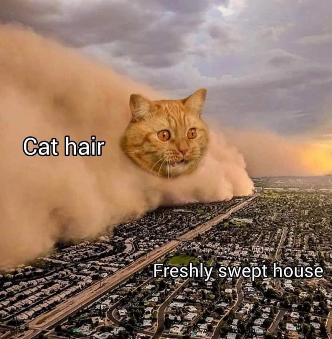 Dust Storm Dog: Freshly Swept House Destroyed By Cat Hair Meme