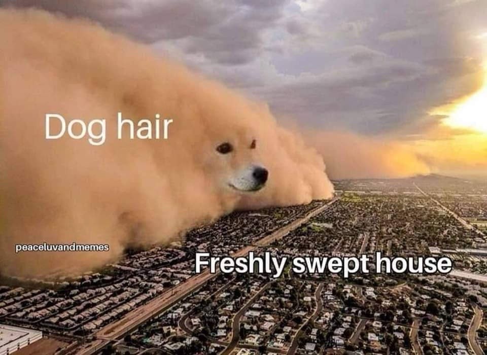 Dust Storm Dog: Pet Hair Overwhelms A Neat Home Funny Dog Meme