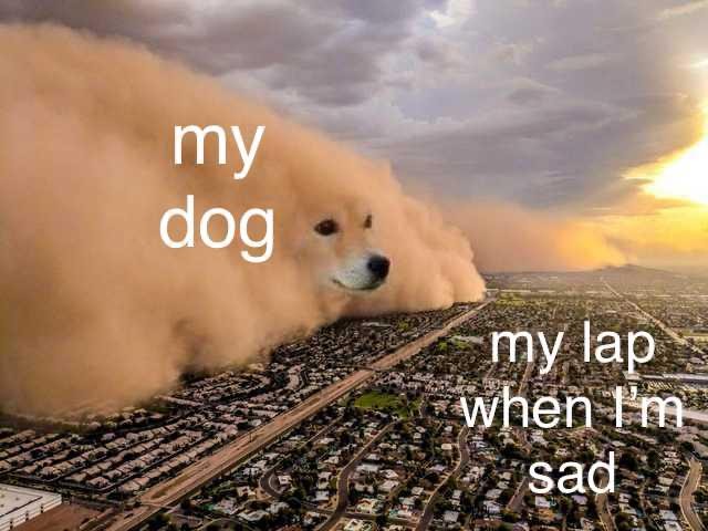 Dust Storm Dog: My Dog Crashing My Lap When I Am Sad Meme