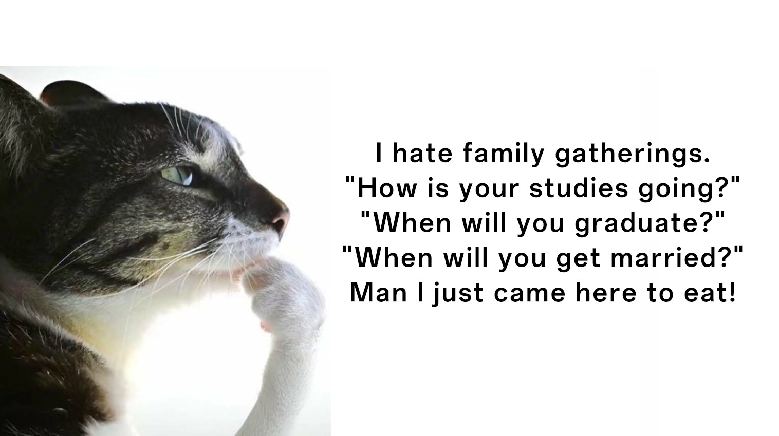 Thinking cat meme tired of family studies and marriage questions